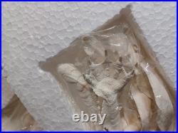 Dark HorseUniversalCreature From The Black Lagoon1991 StatueUnassembled Kit