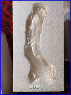 Dark HorseUniversalCreature From The Black Lagoon1991 StatueUnassembled Kit